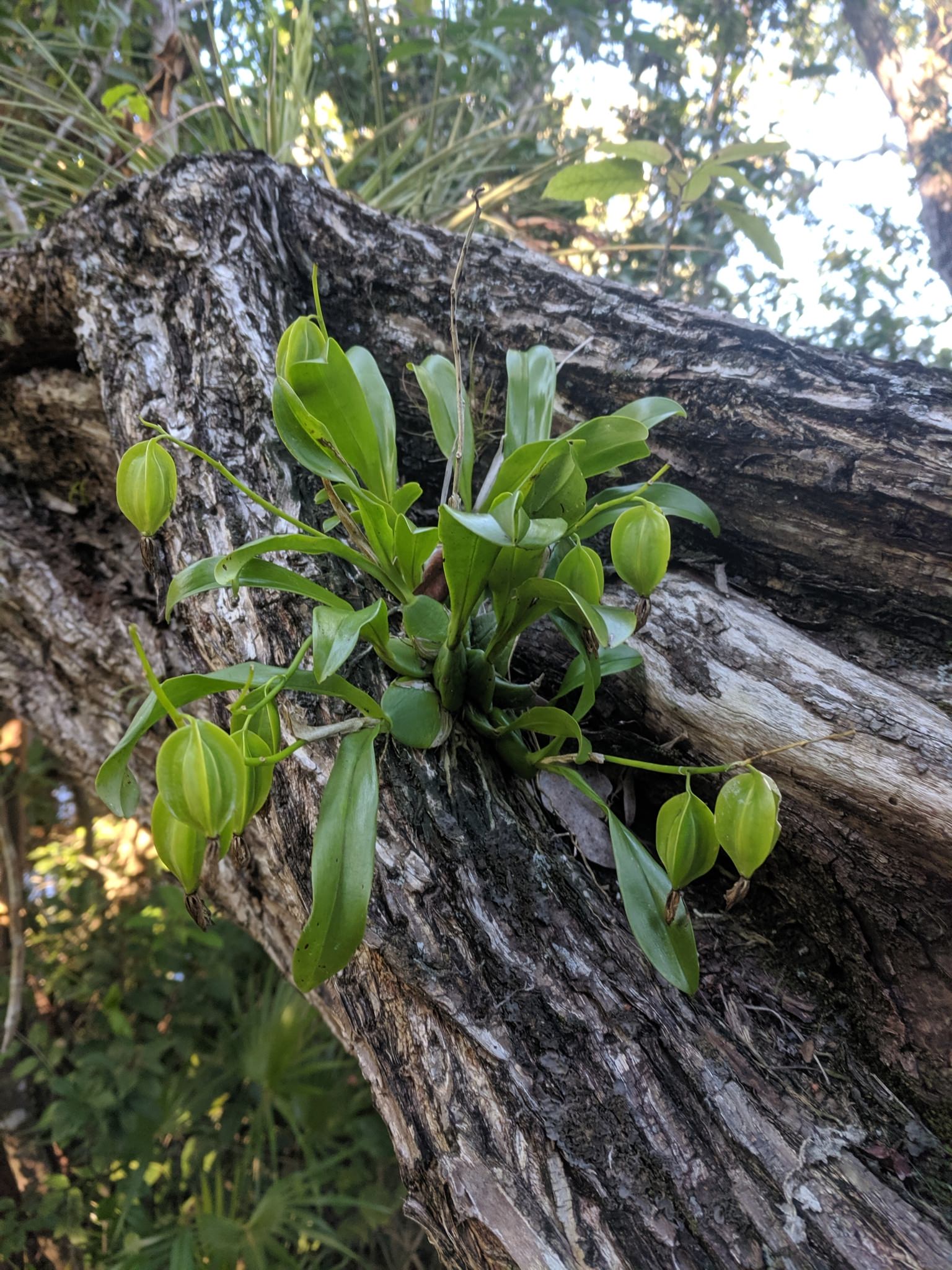 Prosthechea boothiana
